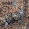 Сериал о реальной жизни дальневосточных леопардов продолжит свою работу