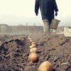 Использование импортного картофеля может привести к гибели урожая