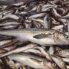Рыбаки Приморья выловили 431 тысячу тонн рыбы