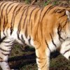 Жители Владивостока отметит День тигра 27 и 28 сентября