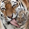 В связи с проведением Дня тигра во Владивостоке временно ограничат движение по Океанскому проспекту