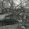 Дерево упало на припаркованный автомобиль во Владивостоке