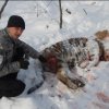 В Приморье найден мертвый амурский тигр, который погиб в схватке с сородичем