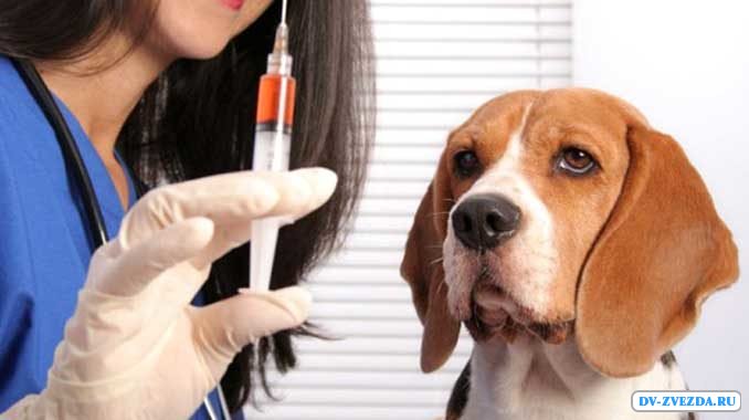 Для чего собакам вакцинация?